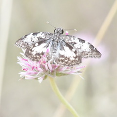 Chiomara asychis