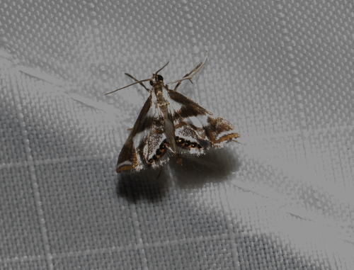 Imitable Crambid photo 5