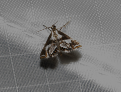 Chrysendeton imitabilis