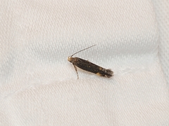 Aproaerema isoscelixantha