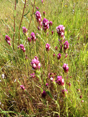 Castilleja densiflora