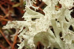Cladonia boryi