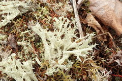 Cladonia boryi
