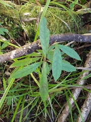 Coprosma dodonaeifolia