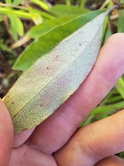 Coprosma dodonaeifolia