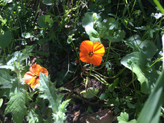 Papaver heterophyllum
