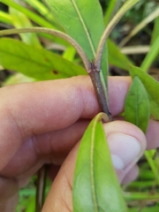 Coprosma dodonaeifolia