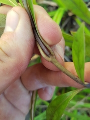 Coprosma dodonaeifolia