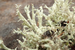 Cladonia boryi