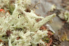 Cladonia boryi