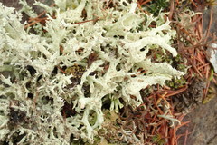 Cladonia boryi
