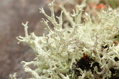 Cladonia boryi