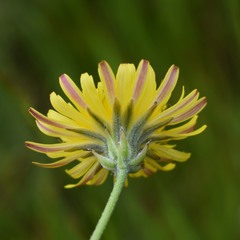 Crepis vesicaria