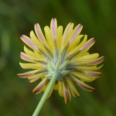 Crepis vesicaria