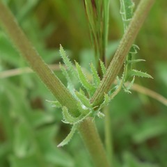 Crepis vesicaria