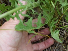 Crepis vesicaria