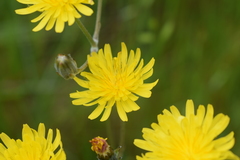 Crepis vesicaria