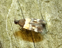 Triclonella determinatella