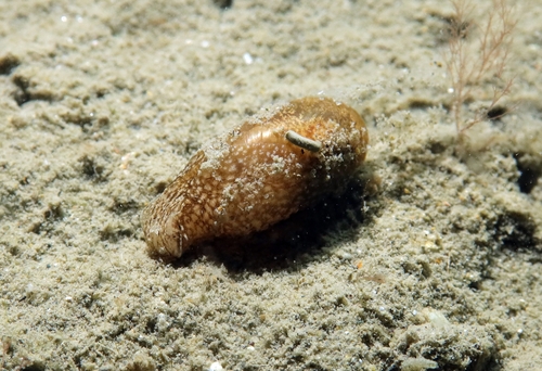 Thin Bubble-shell