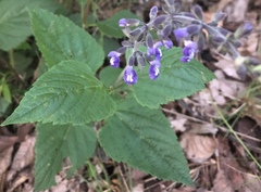 Salvia urticifolia