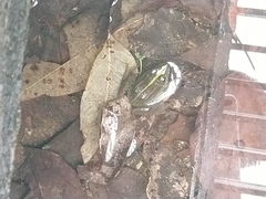 Pelophylax fukienensis