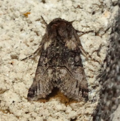 Abrostola microvalis