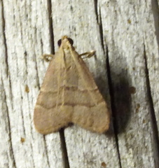 Arta epicoenalis