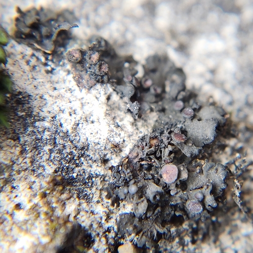 Collema texanum