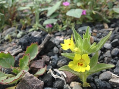 Mohavea breviflora