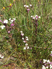 Triphysaria versicolor