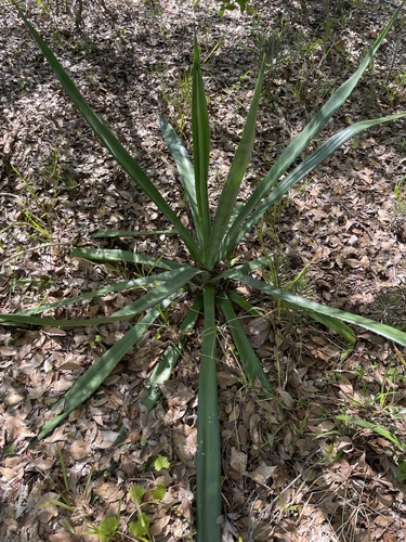 Agave sisalana iNat (3)