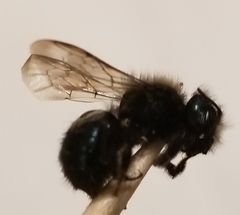 Osmia lignaria lignaria
