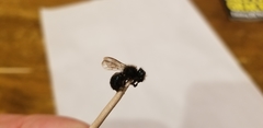 Osmia lignaria lignaria