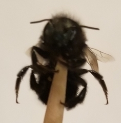 Osmia lignaria lignaria