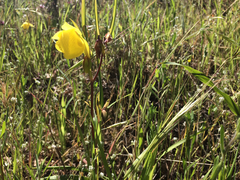 Calochortus pulchellus