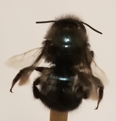 Osmia lignaria lignaria