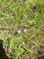 Calochortus uniflorus