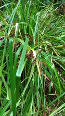 Scirpus ternatanus