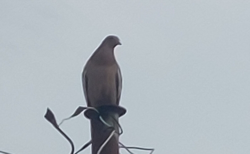 Picazuro Pigeon