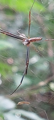 Golden Silk Spider