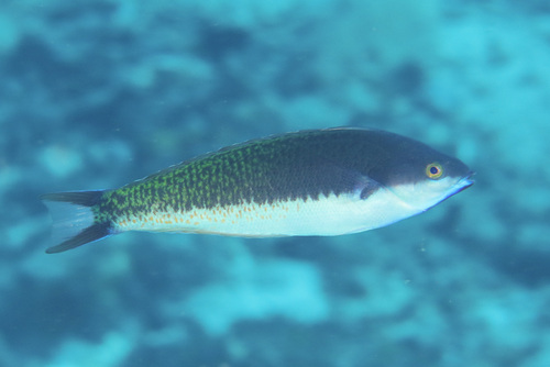 Redspot wrasse (Pseudocoris yamashiroi) — Labridae