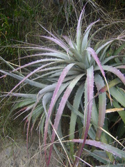 Puya meziana