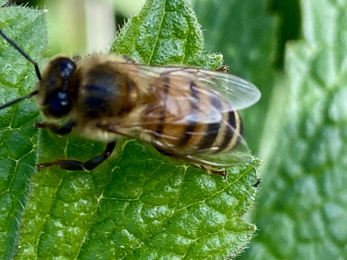 iNaturalist observation photo of Western Honey Bee