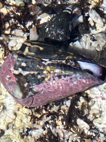 Conus chaldaeus, 2024-02-23