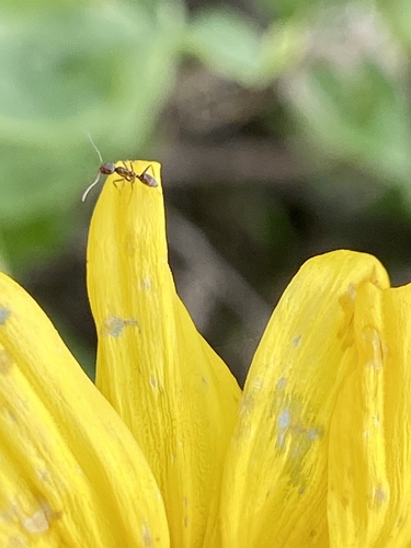iNaturalist observation photo of Argentine Ant