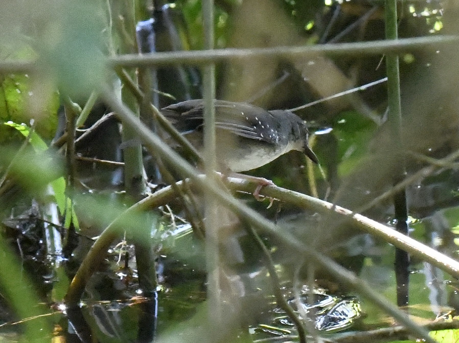 Silvered Antbird (Sclateria naevia), photo 10