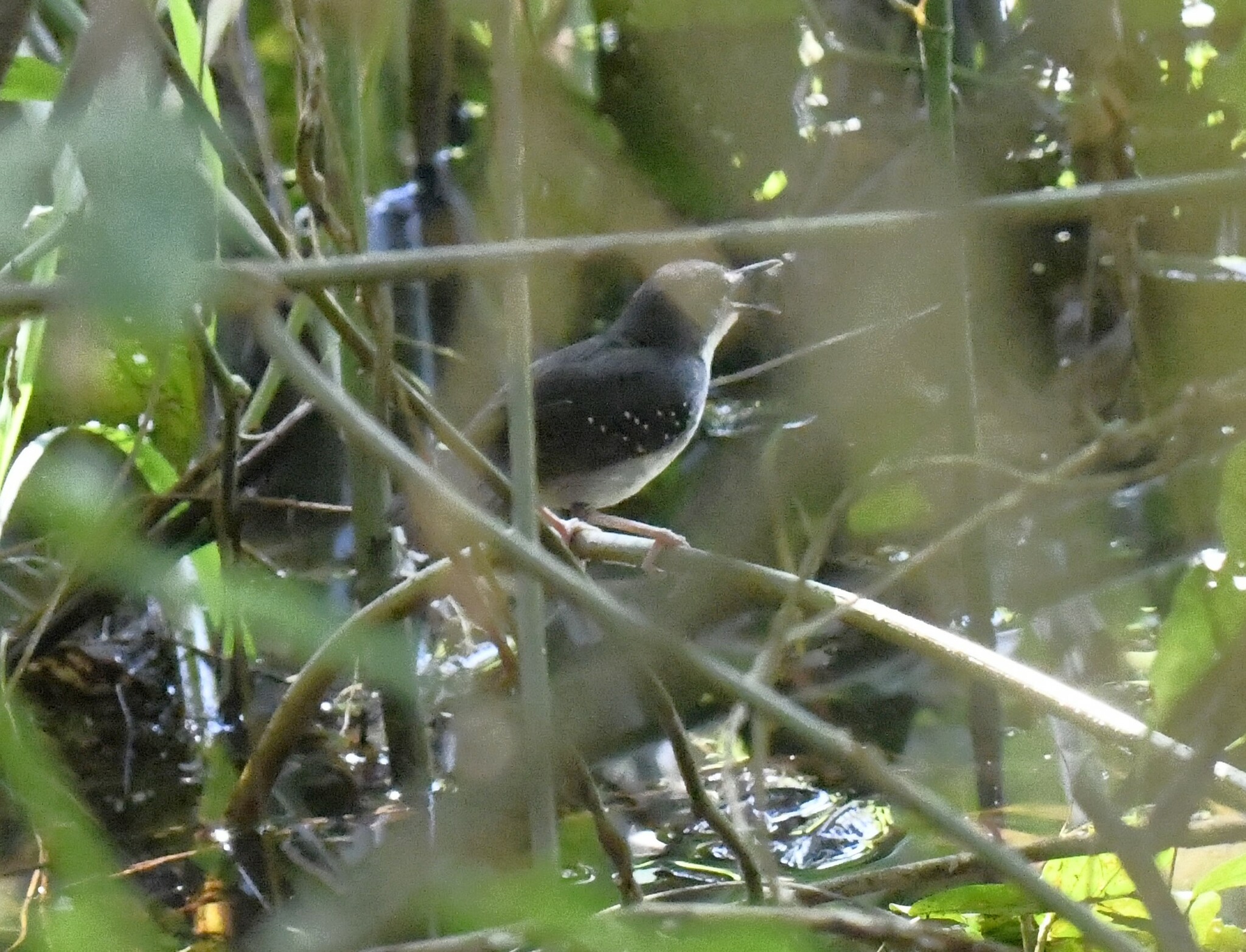Silvered Antbird (Sclateria naevia), photo 9