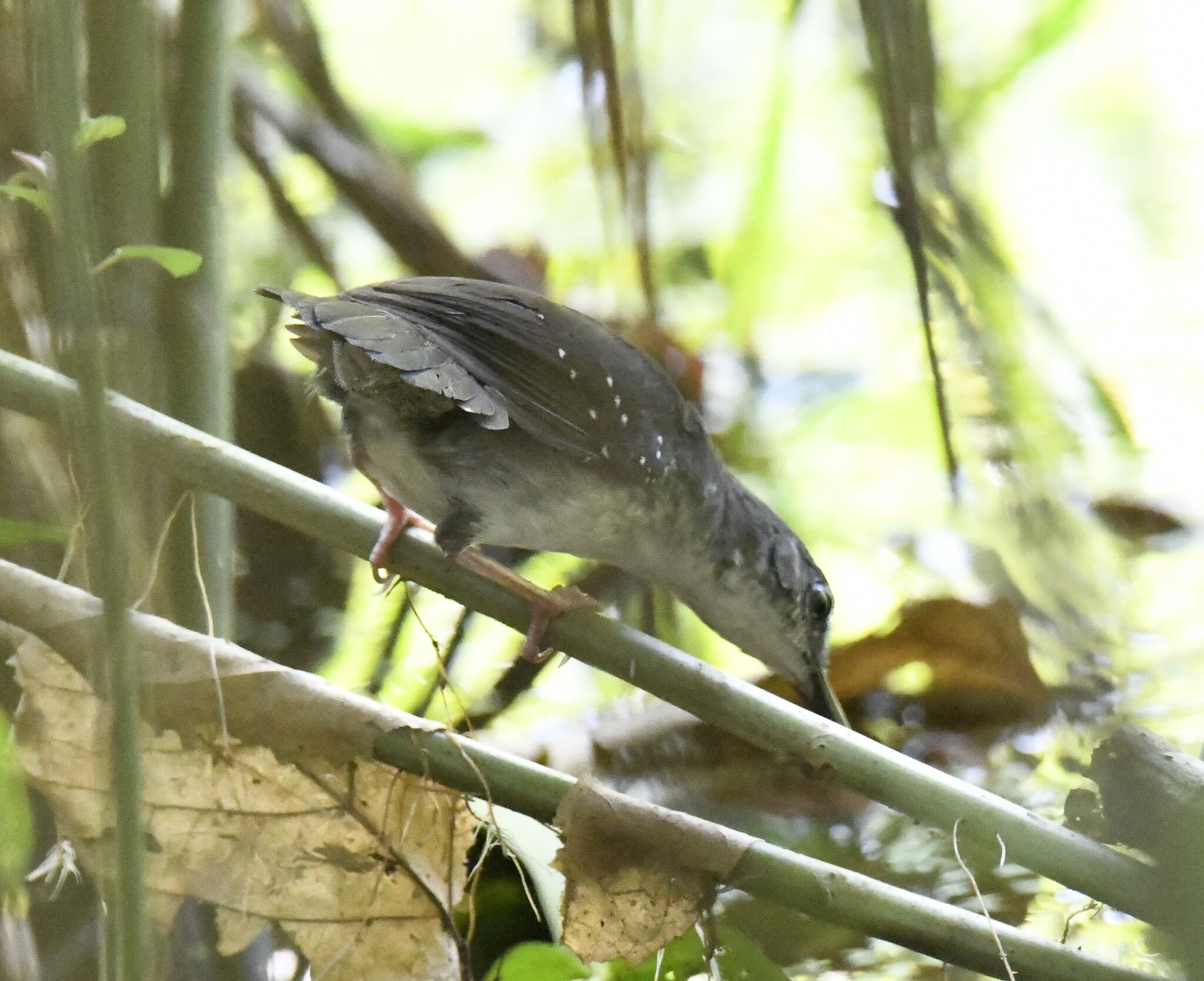 Silvered Antbird (Sclateria naevia), photo 8