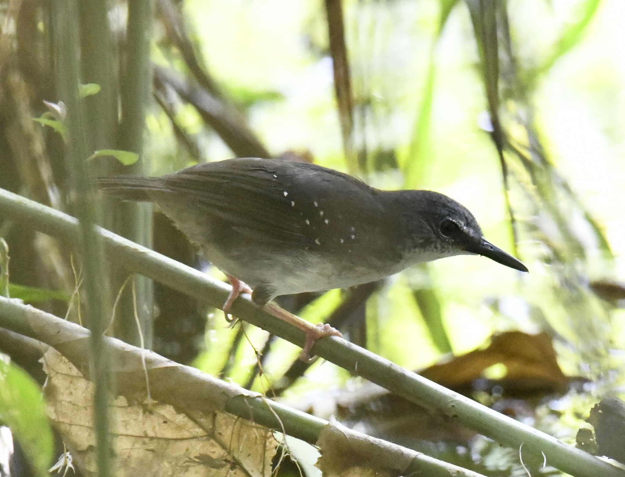 Silvered Antbird (Sclateria naevia), photo 5