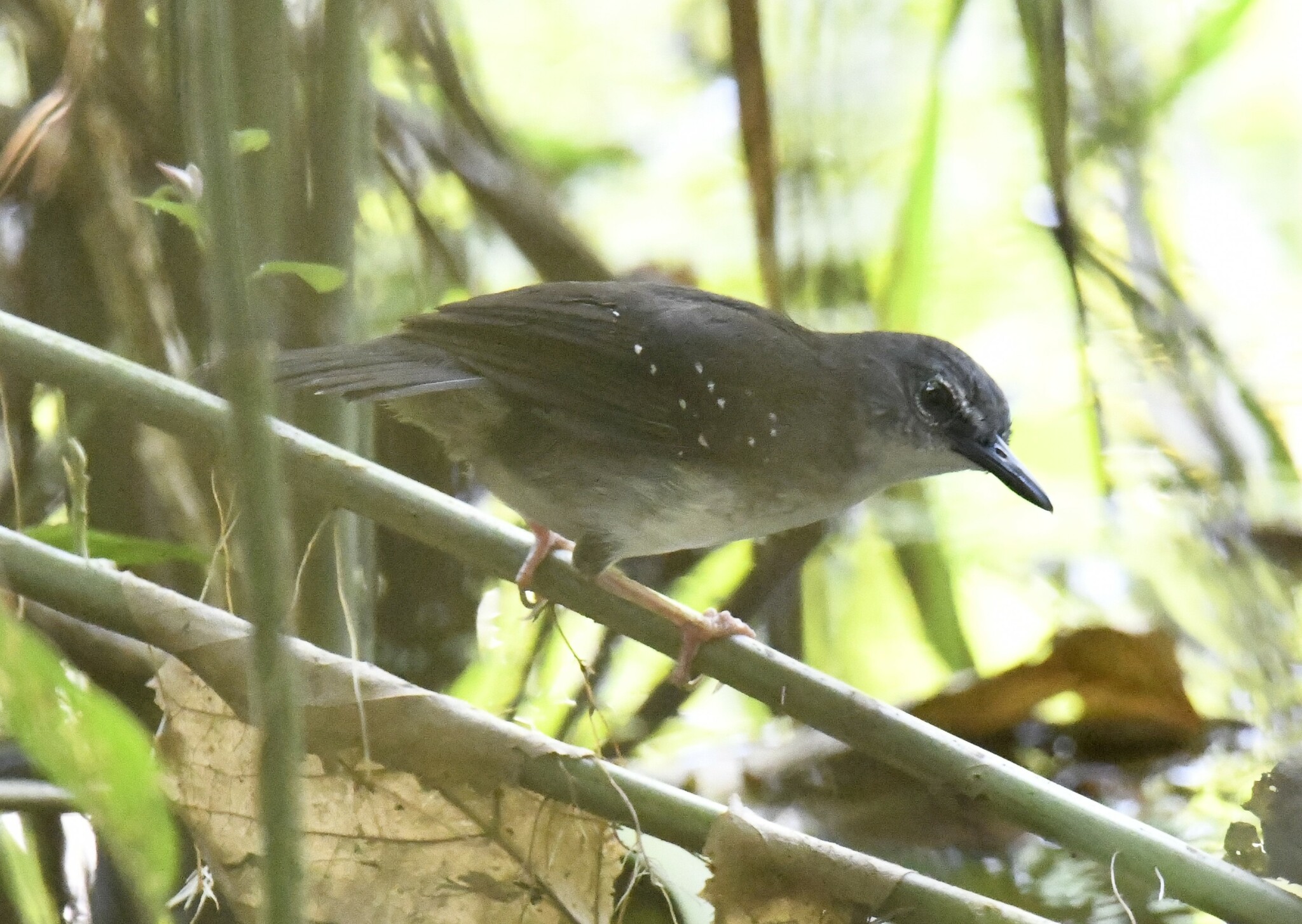Silvered Antbird (Sclateria naevia), photo 6
